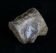 Champsosaurus Vertebrae (Cretaceous Reptile) #6308-1